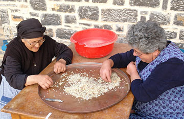 Life in Chios Island - Women cleaning the Gum Mastic