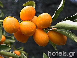 Produits Locaux - kumquat