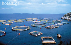 Fish Farm in Saronic Gulf'